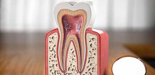 Sección transversal dental Sección transversal dental